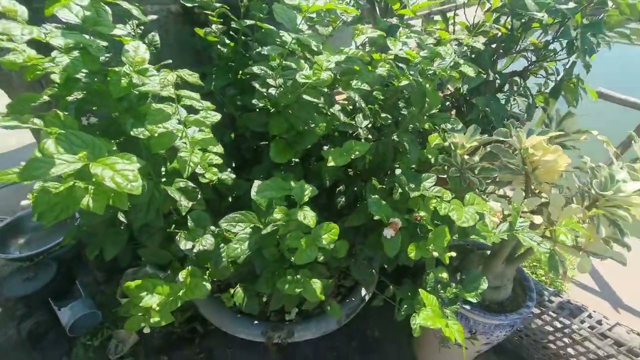 Cách bón phân, tưới nước cho hoa nhài (lài) phát triển tươi tốt, ra nhiều hoa quanh năm
