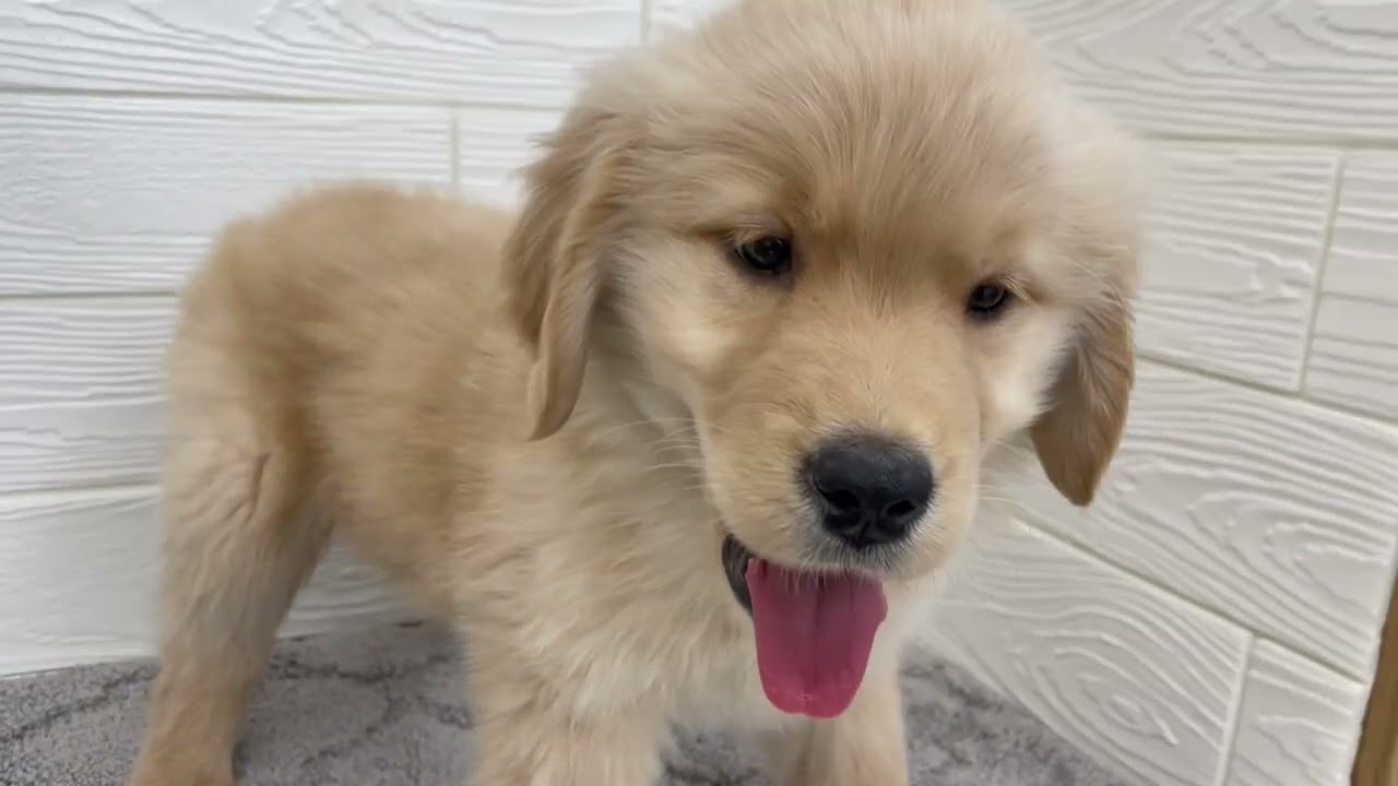 No.199960ゴールデンレトリーバーペットショップ犬の家＆猫の里七宝店