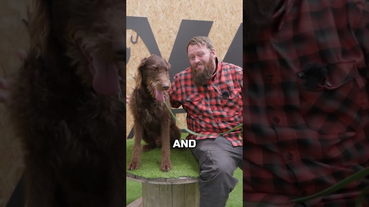 Best Dog Breed For Living In An Apartment