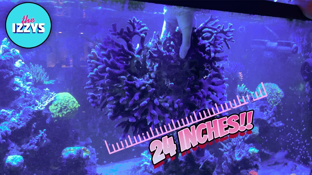 It's Time to Remove the Largest Coral in My Tank