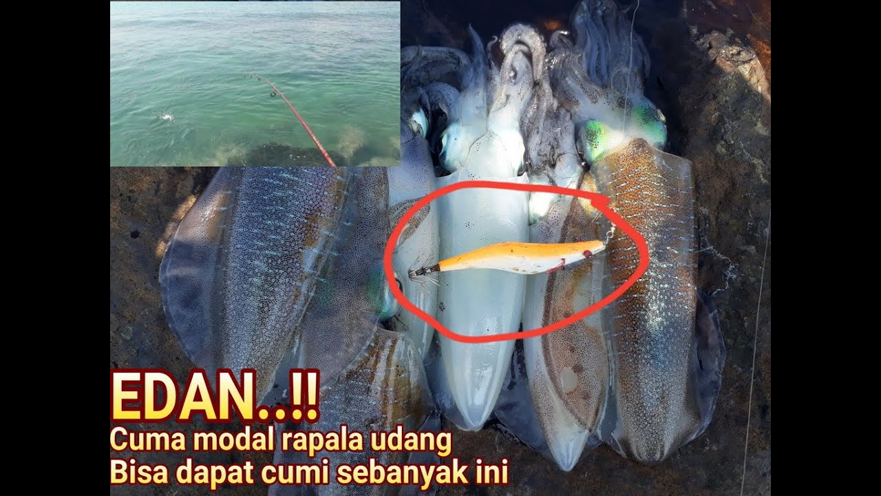 EDIAANN..!! MANCING CUMI,CASTING DI PINGGIRAN CUMI NYA BESAR BESAR !!