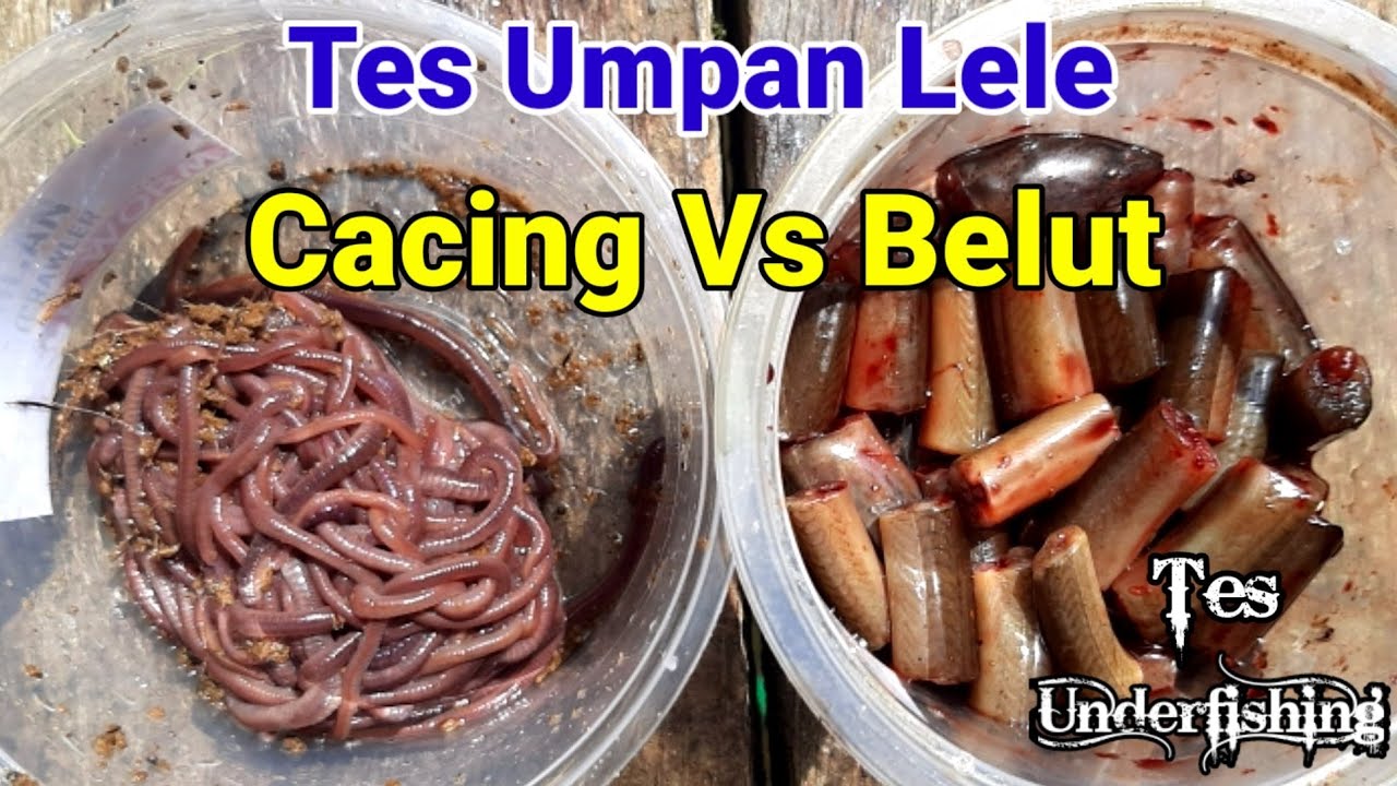 Tes Umpan Lele Cacing Vs Belut Bagus mana | Underfishing