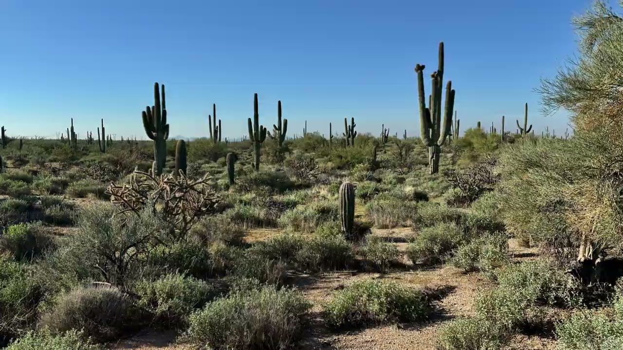 McDowell Sonoran Preserve, Scottsdale. Arizona