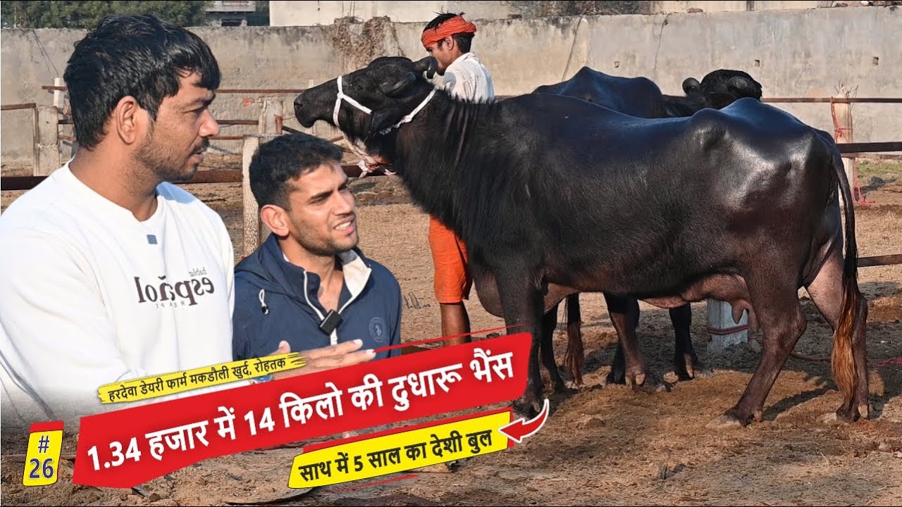 1.34 हजार में 14 किलो की दुधारू भैंस - साथ में 5 साल का देशी बुल || VIJAY PUNIA MAKDOULI, ROHTAK