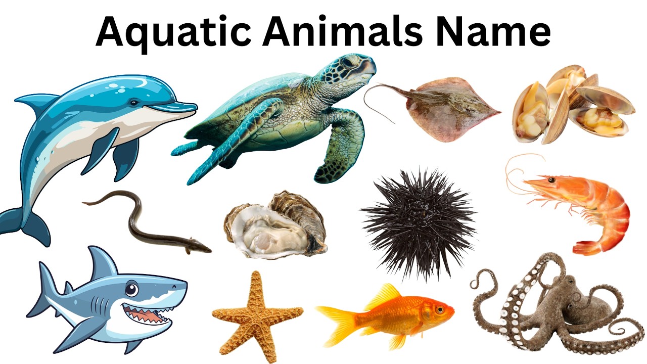 Aquatic Animals Names | जलीय जानवरों के नाम | Kids Learning #aquatic #wateranimals