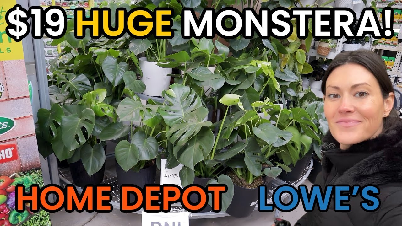 $19 HUGE Monstera Delicious at Home Depot! Big Box Plant Shopping - Lowe's & Home Depot Plant Finds
