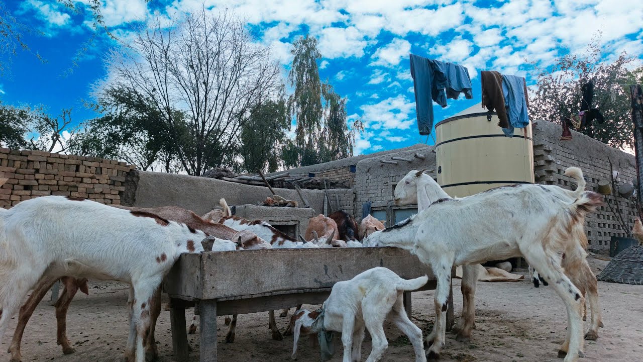 Mehnat Meri rahamat Allah Tala ki🐐🦙🦌🐐