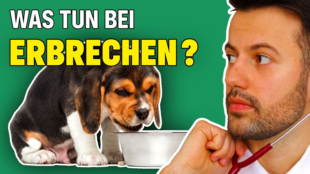Was tun wenn der Hund ERBRICHT? (Tierarzt klärt auf)