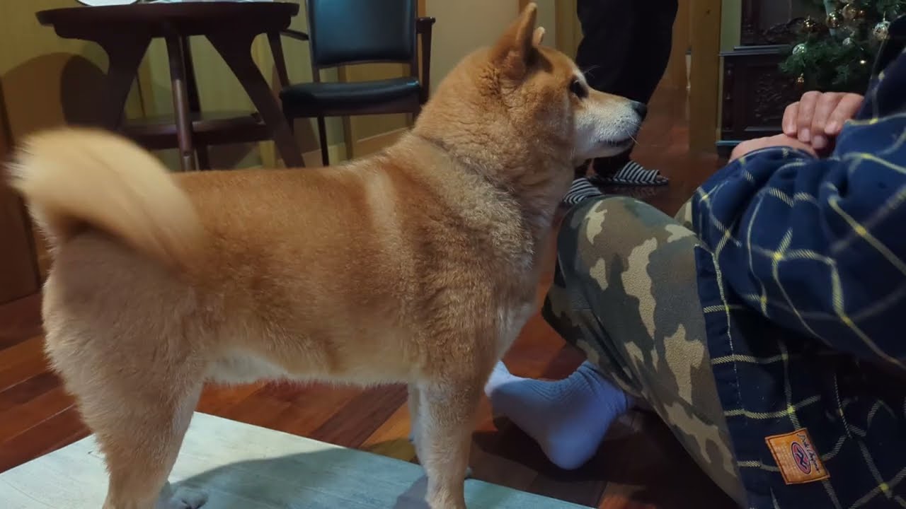 父を徹底的に取り調べる柴犬しかまる