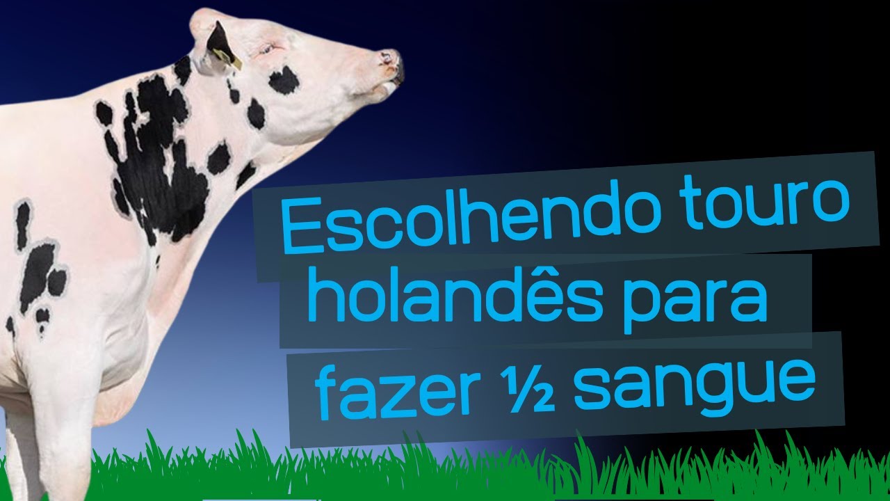 Aprenda a escolher touro holandês para fazer Girolando 1/2 sangue