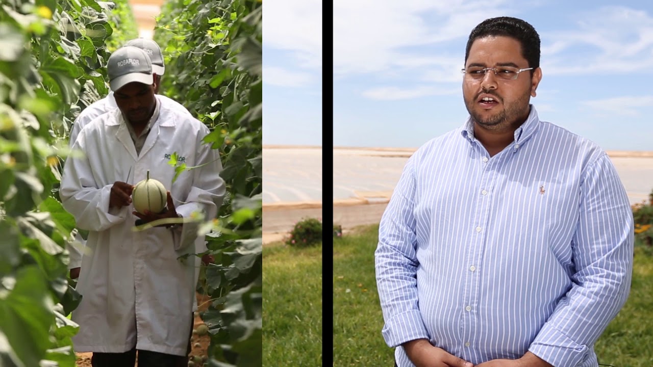 DAKHLA Miracle Agricole au Sud du Maroc