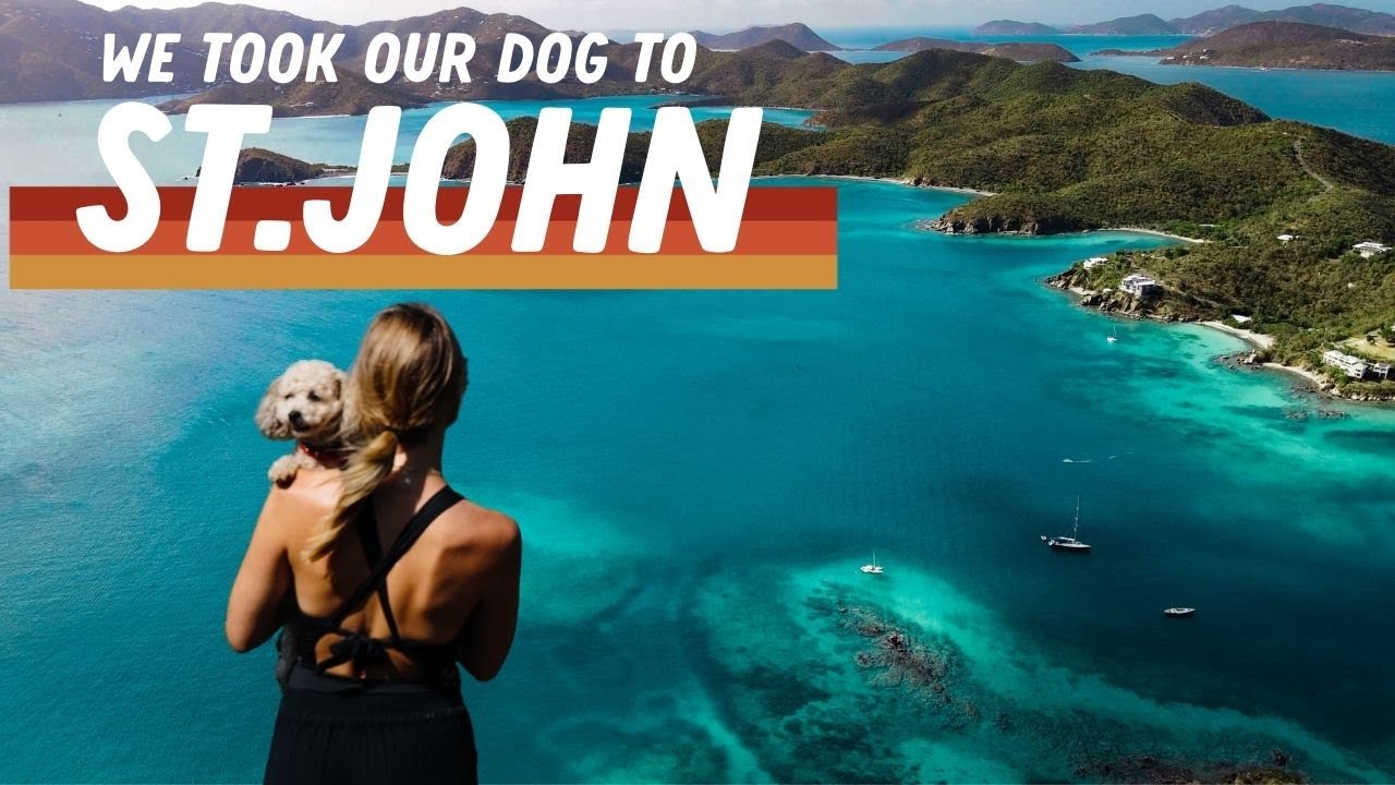 THE MOST SEA TURTLES IN THE CARIBBEAN? 🐢 ST JOHN USVI 2021