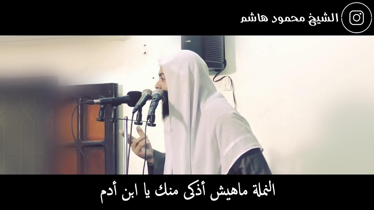 النملة ماهيش أذكى منك يا ابن أدم | دقائق لقلبك | الشيخ محمود هاشم