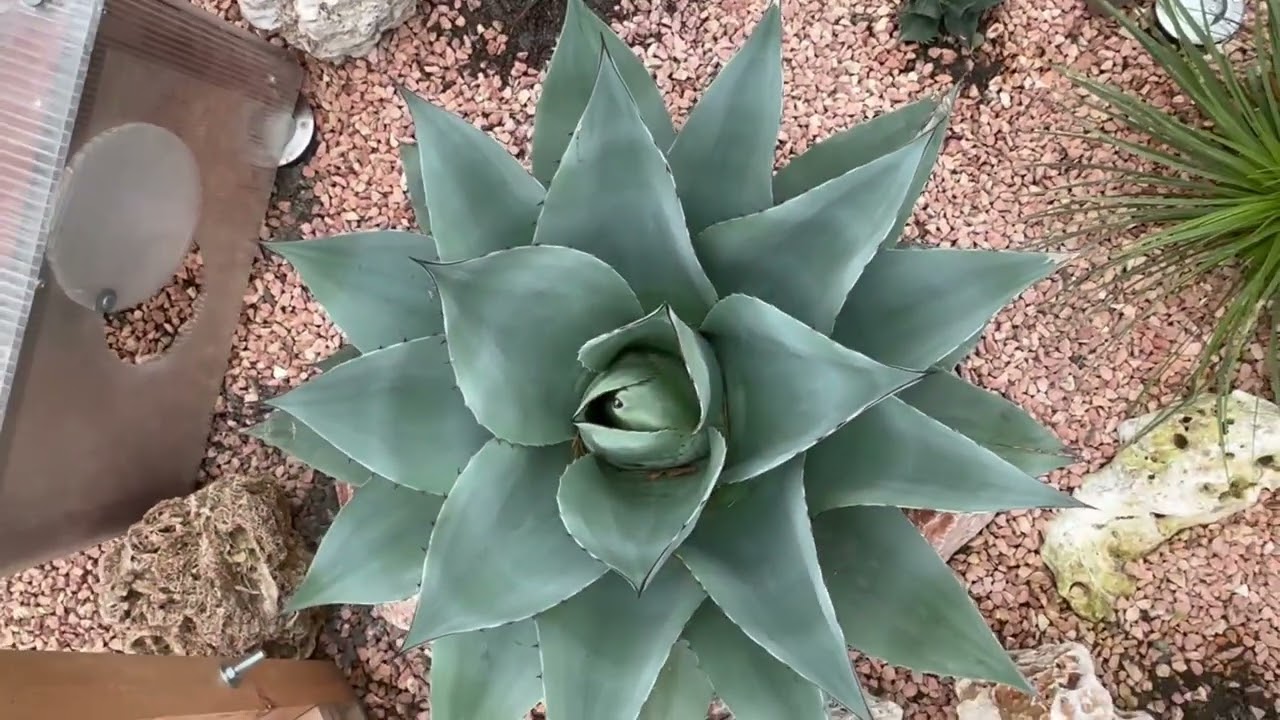 Palmy a Zahrady - Czech Republic - Yuccy a Agáve - Zima - 23.1.2024