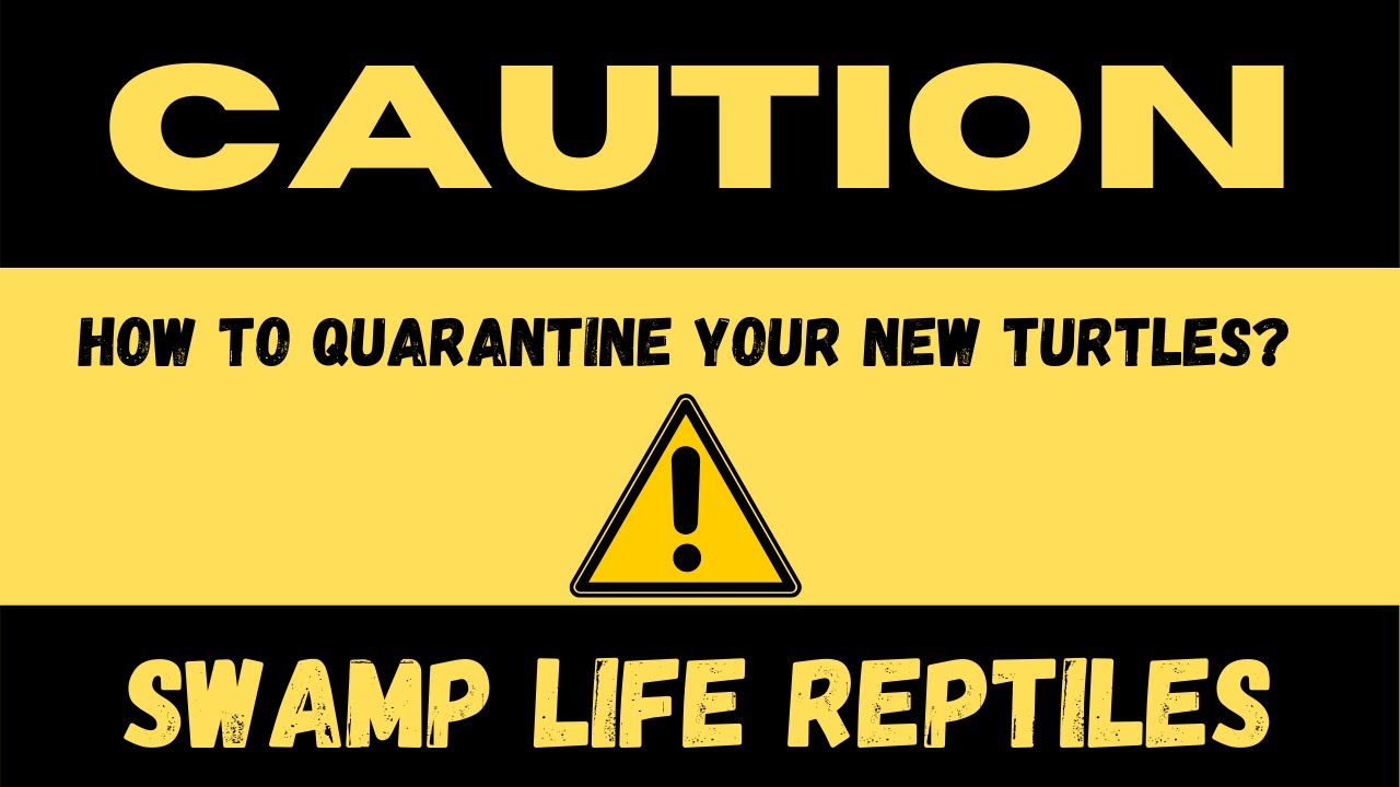 How to Quarantine Your New Turtles? ⚠️ 🐢 🦠