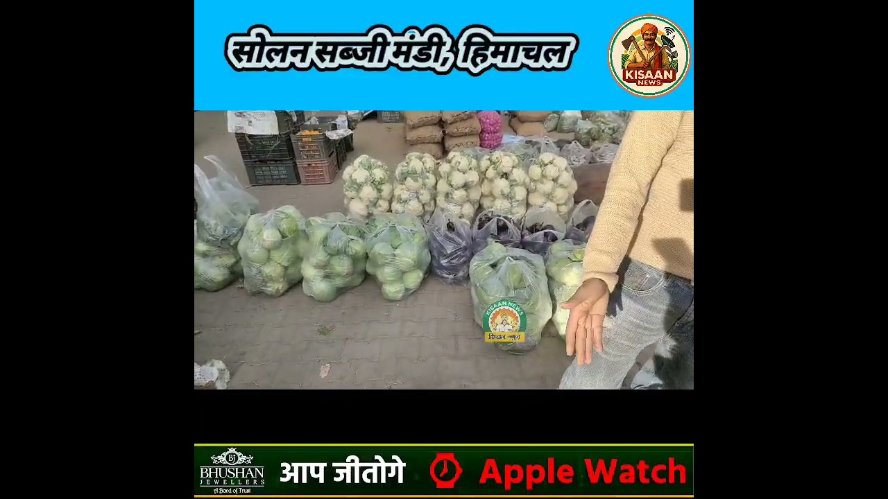 19 दिसंबर 2025।। सोलन मंडी अपडेट।। जानिए क्या रहे थोक व परचून के भाव।।
