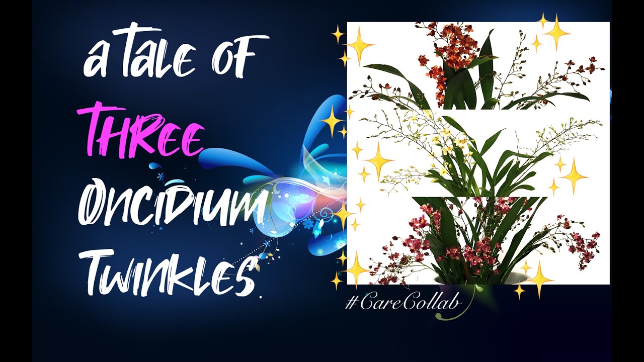 Oncidium Twinkle | The GOOD BAD UGLY | Same Set Up | 3 different results #CareCollab #ninjaorchids