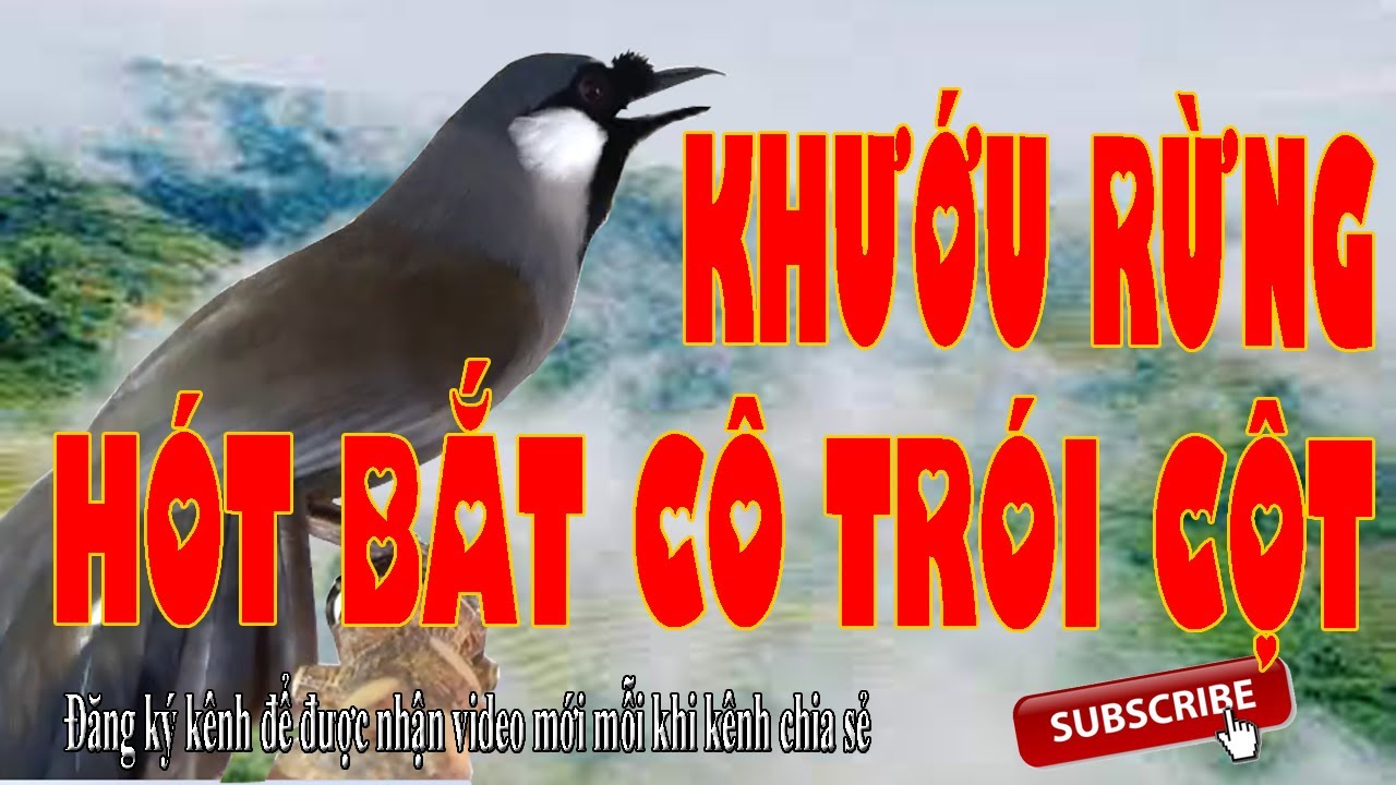 Khướu bạc má hót múa, Khướu hót giọng bắt cô trói cột, Khướu hót múa cực hay