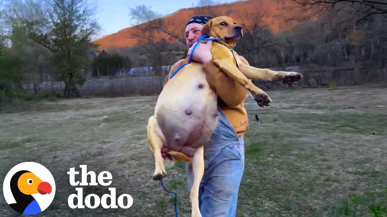 Woman Makes It Her Mission To Rescue Every Dumped Dog In Her County | The Dodo