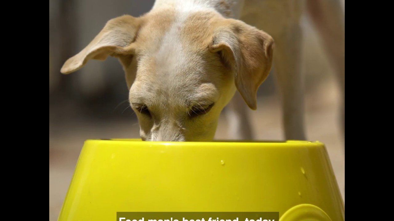 Donate a dog bowl for these innocent creatures
