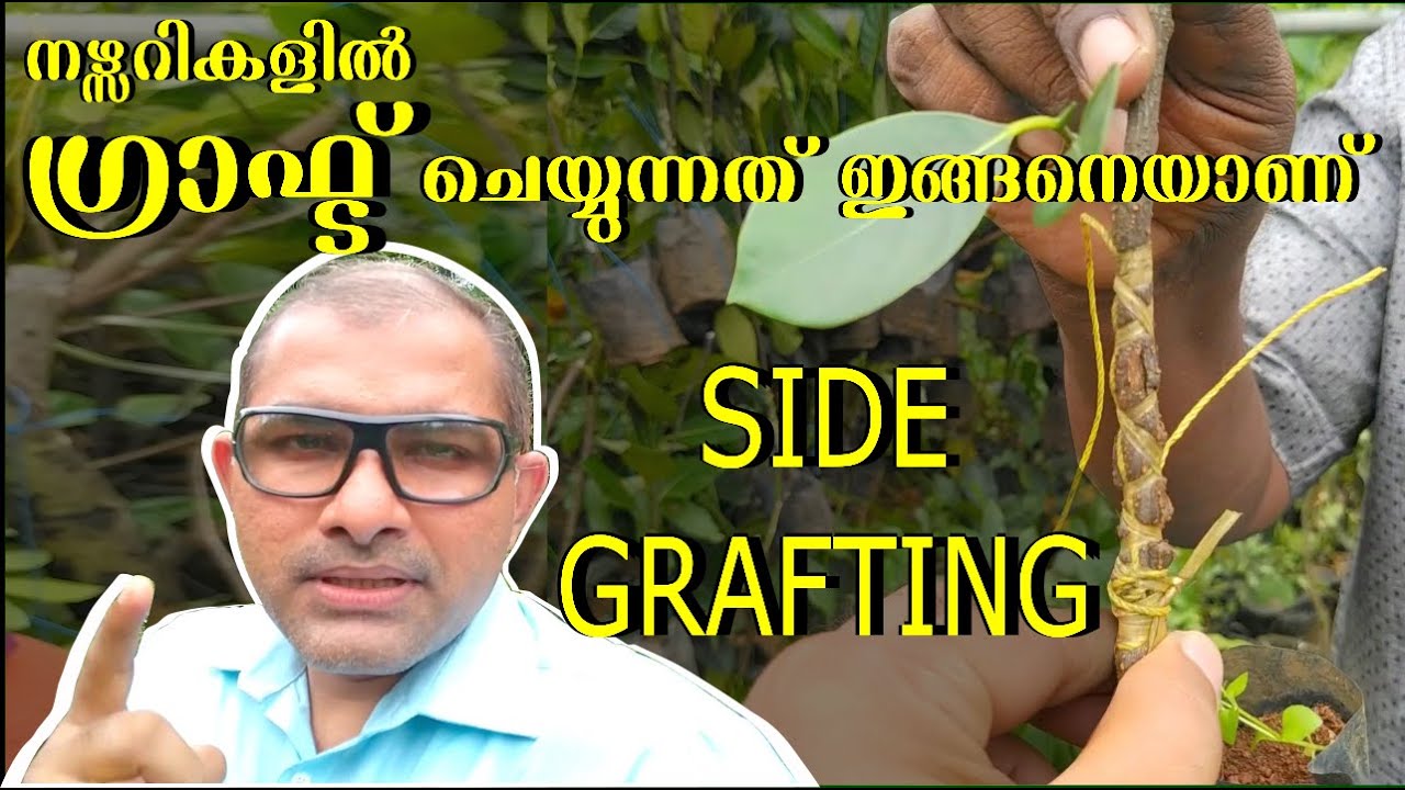 Side Grafting Malayalam സൈഡ് ഗ്രാഫ്റ്റ് എങ്ങിനെ ചെയ്യാം