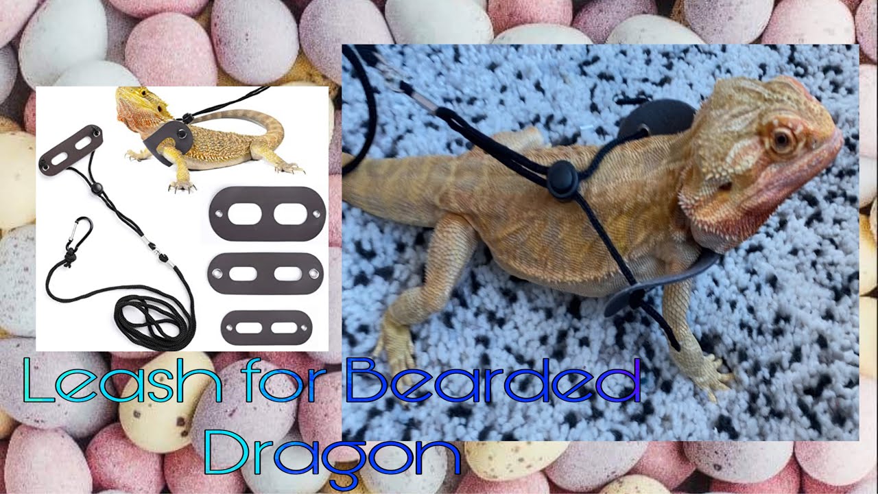 Leash for Bearded Dragon from Amazon