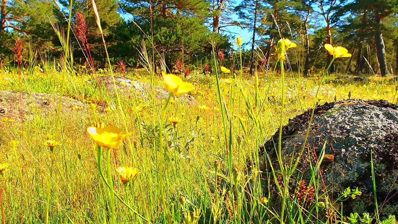 Relaxing Nature Ambience Healing Nature Meditation 🌾 Summer Morning 🌞 Sunny Moments