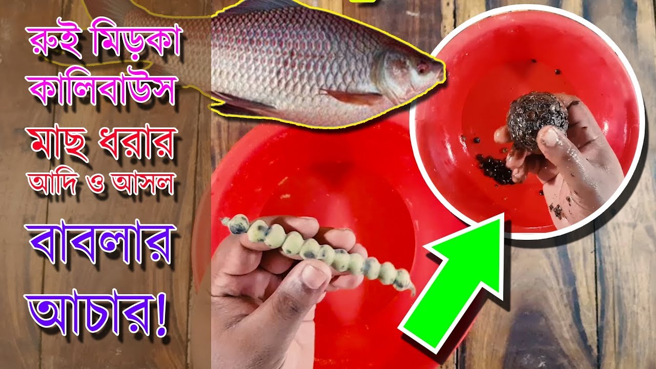 রুই মিড়কা কালিবাউস মাছ ধরার বাবলার আচার Amazing Rohu Fishing Technique Babla Babool Achaar