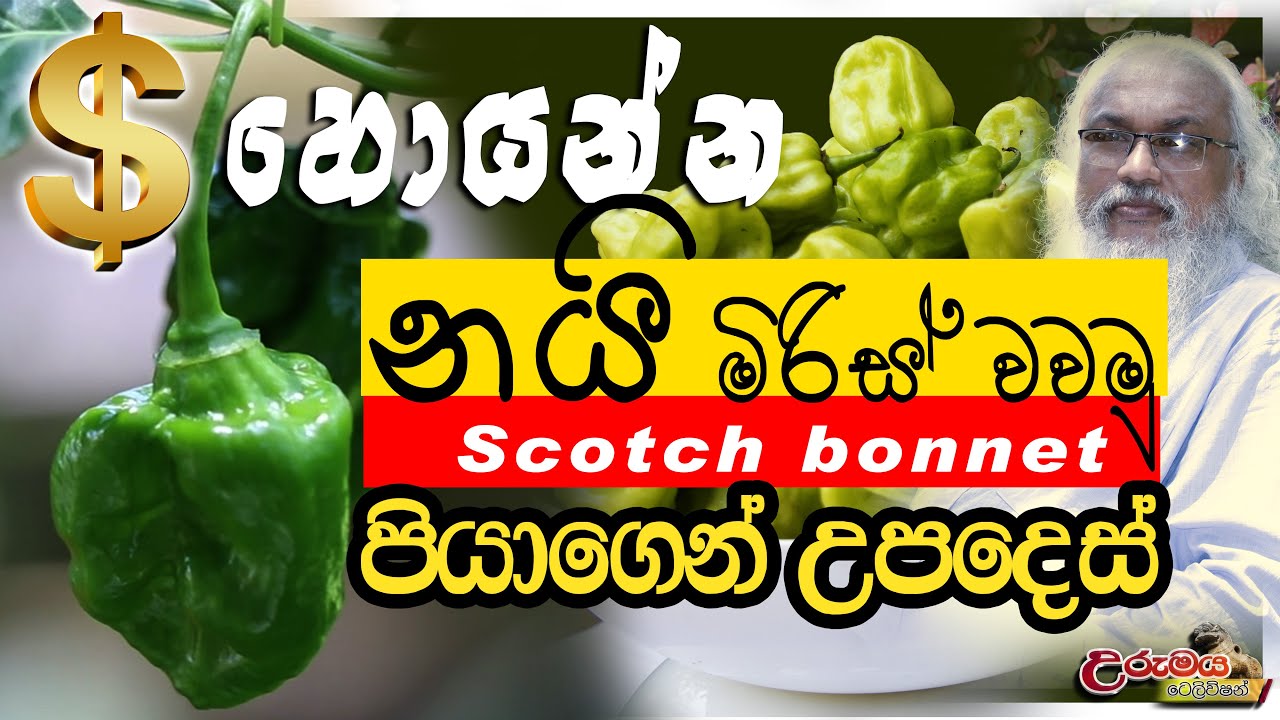 නයිමිරිස් ( Nayi Miris ) නිවැරදිව වවන්න Scotch Bonnet පියාගෙන් නිවැරදි උපදෙස් | Urumaya Television