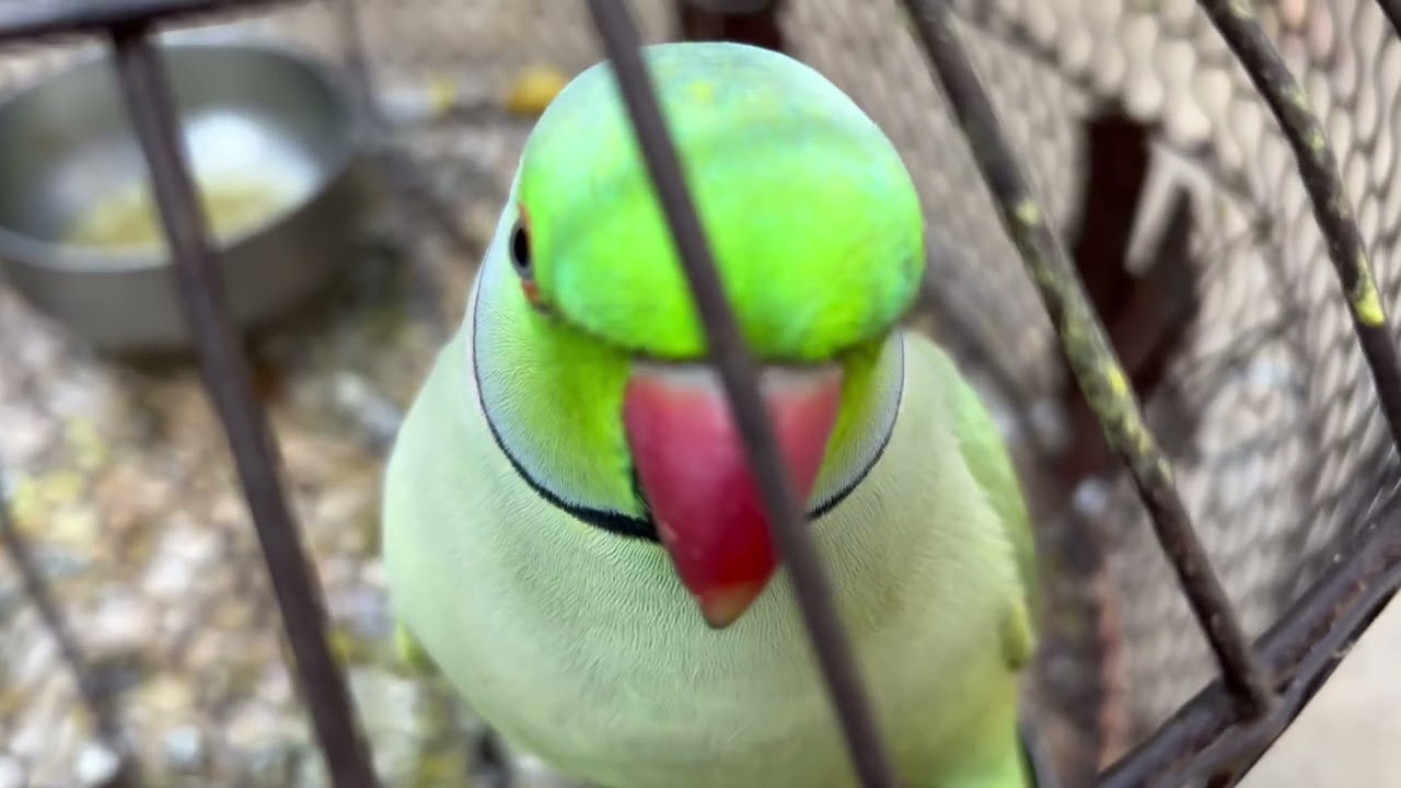 Mitthu 🦜💕✌️day7./100 Parde video✌️ #teamfx #viralvideo #mitthu