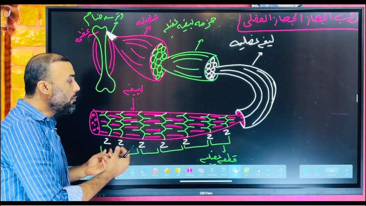 تركيب الجهاز العضلي في الإنسان / المستر محمد السبكي 