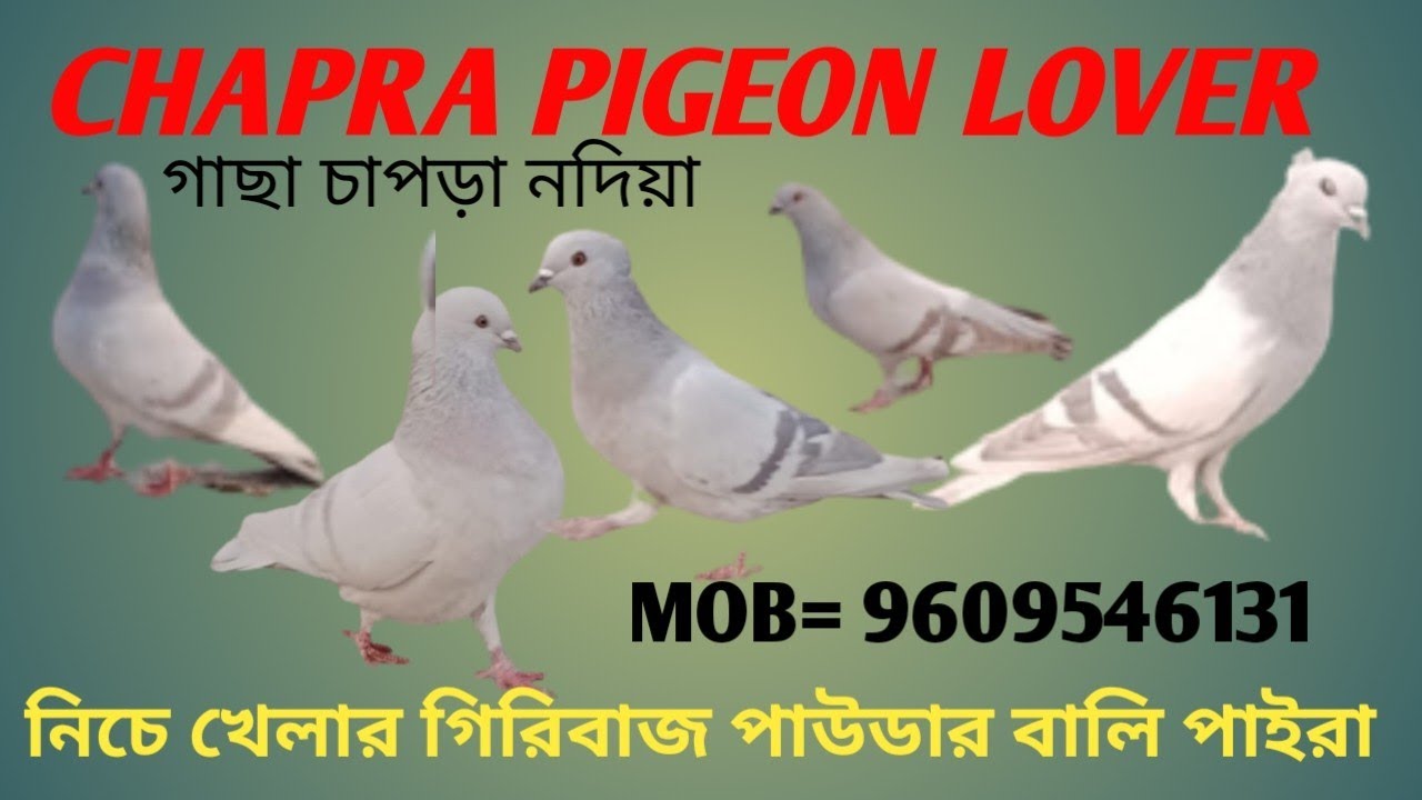 Niche Khelar Powder pigeon  ( বালি )