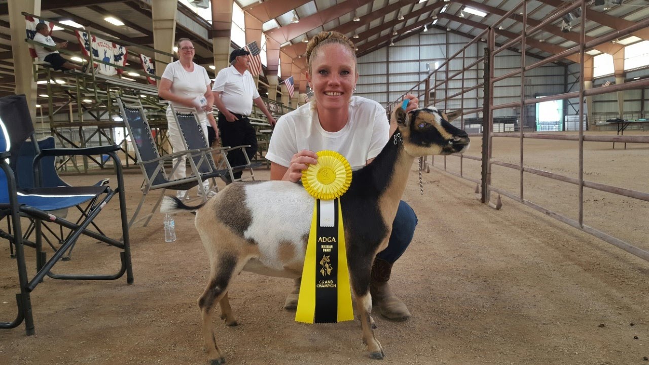 Dairy Goat Show Basics