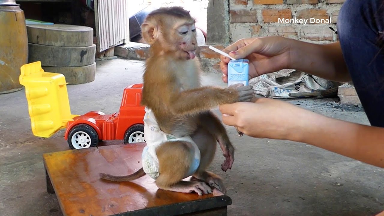 Wow Feeling Love!! Mom Teach Monkey Donal Learn To Use Straw For Dink Milk