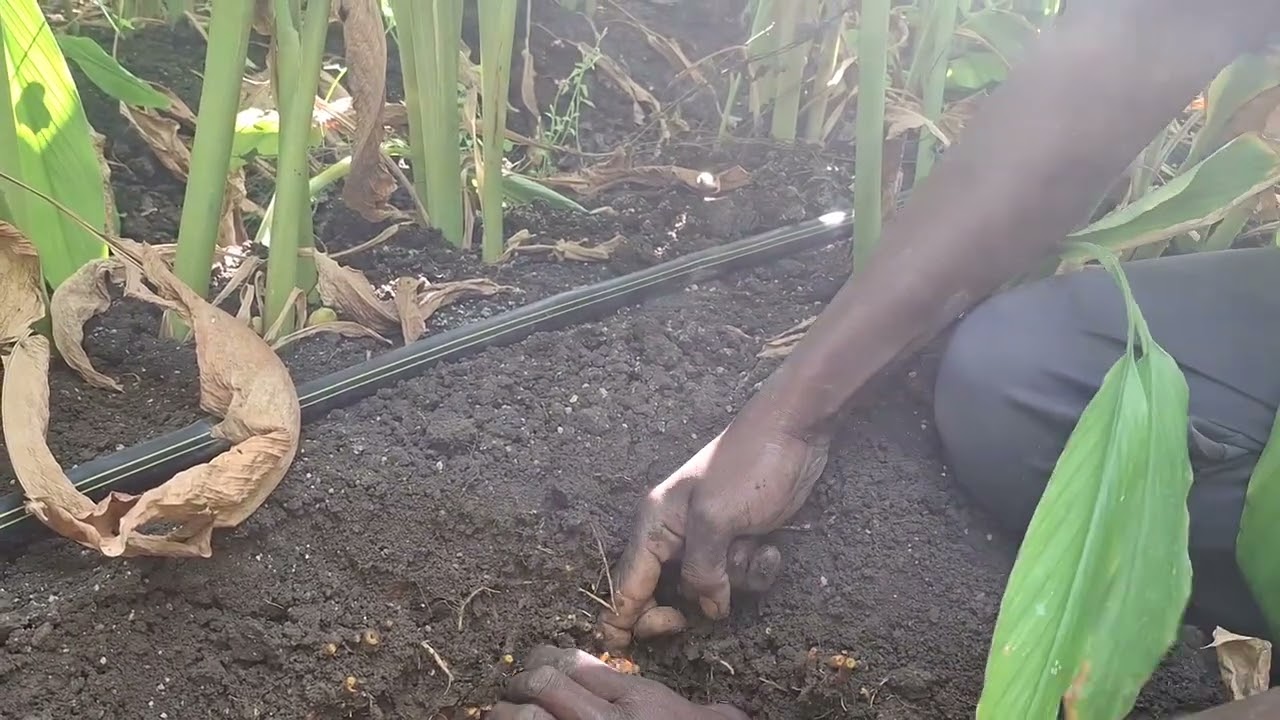 हळद पाहणी 5/12/2025 