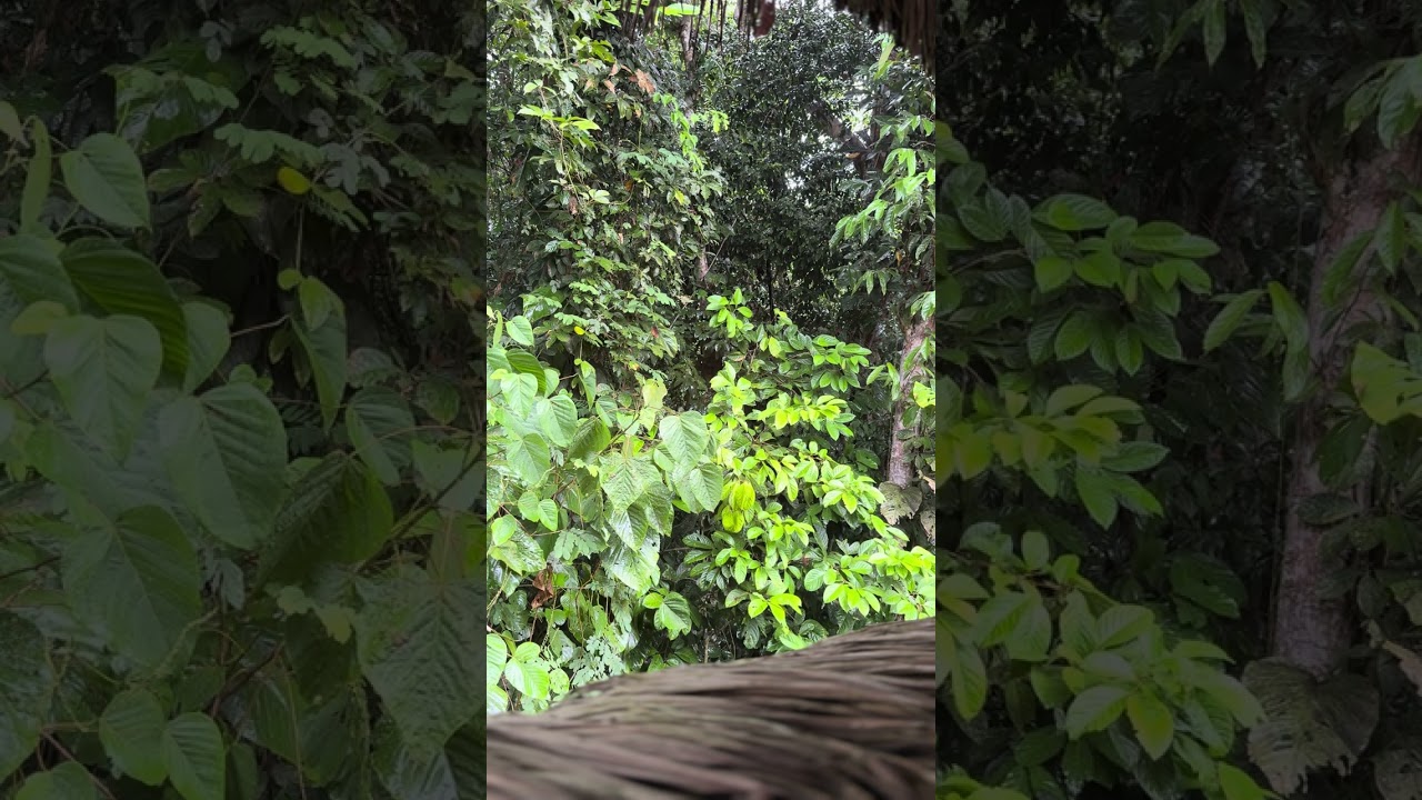 Rainforest Sounds - Rainy day - Amazon, Cuyabeno, Ecuador