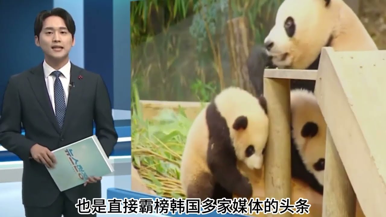 睿宝辉宝将于1月4日正式公开展出, 前一天爱宝带着睿宝辉宝首次开媒体见面会，直接霸榜韩国多家媒体的头条