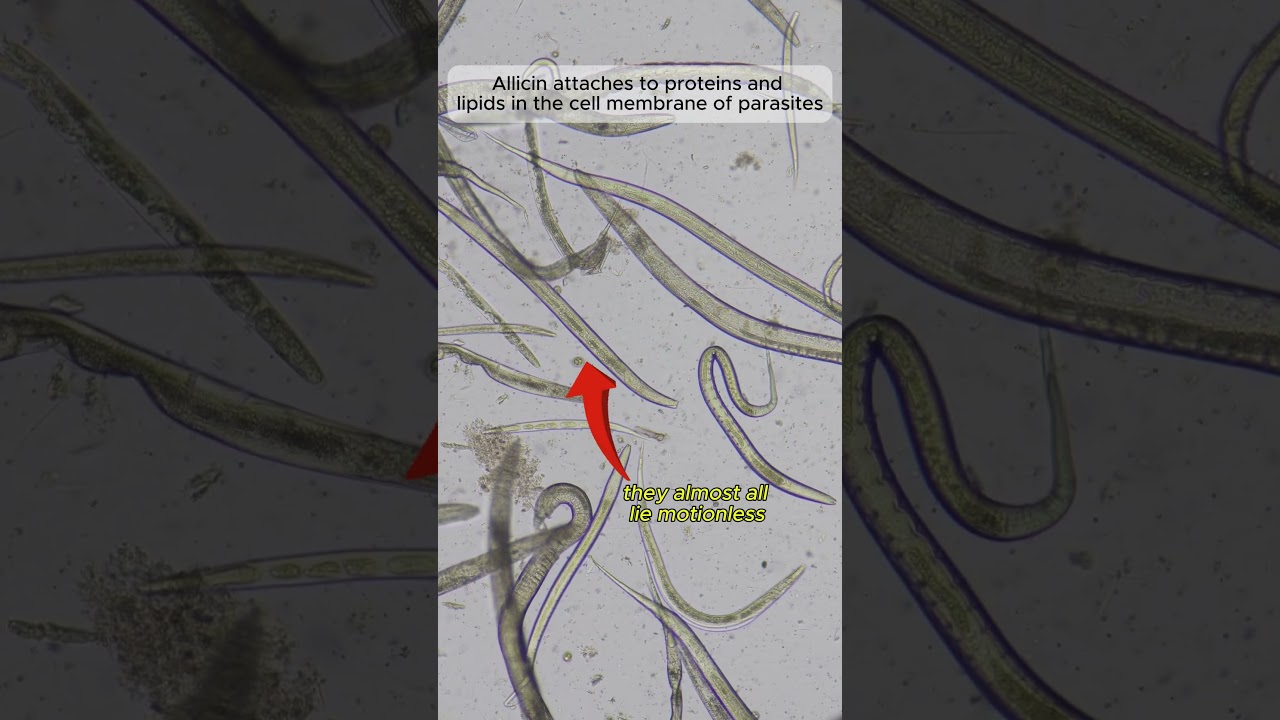 Does Garlic kill Parasites? | TULO - Microscope#shorts #microscope #parasites #garlic #bacteria