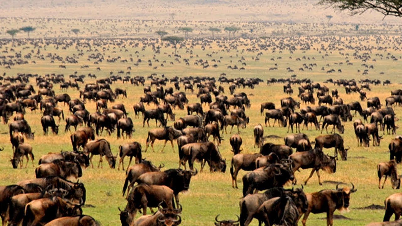 The Great Wildebeest Migration  Lions and Crocs are Waiting   Nat Geo Documentary Full HD 1080p