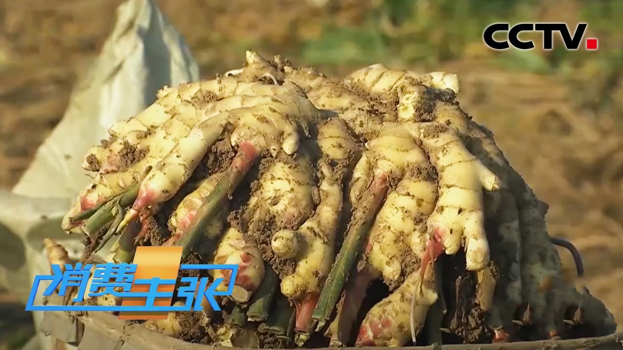 新姜收获！有人整亩出售，有人窖里深藏，生姜价格走向何方？「消费主张」 20201113 | CCTV财经