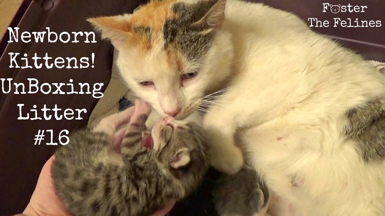 Newborn Kitten Unboxing 2 Days Old - Foster Litter #16 - Pokemon