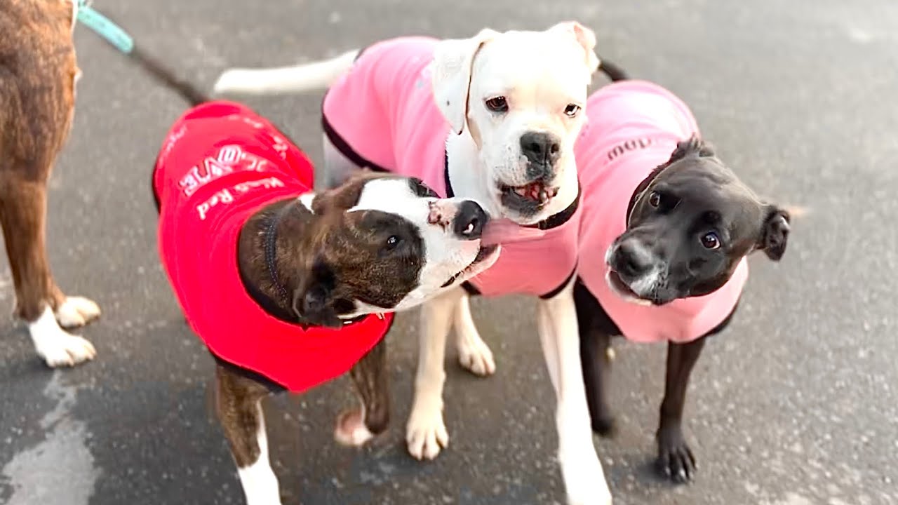 Deaf Dog Loves her First Winter Jumper | Boxer Dogs Best Friends