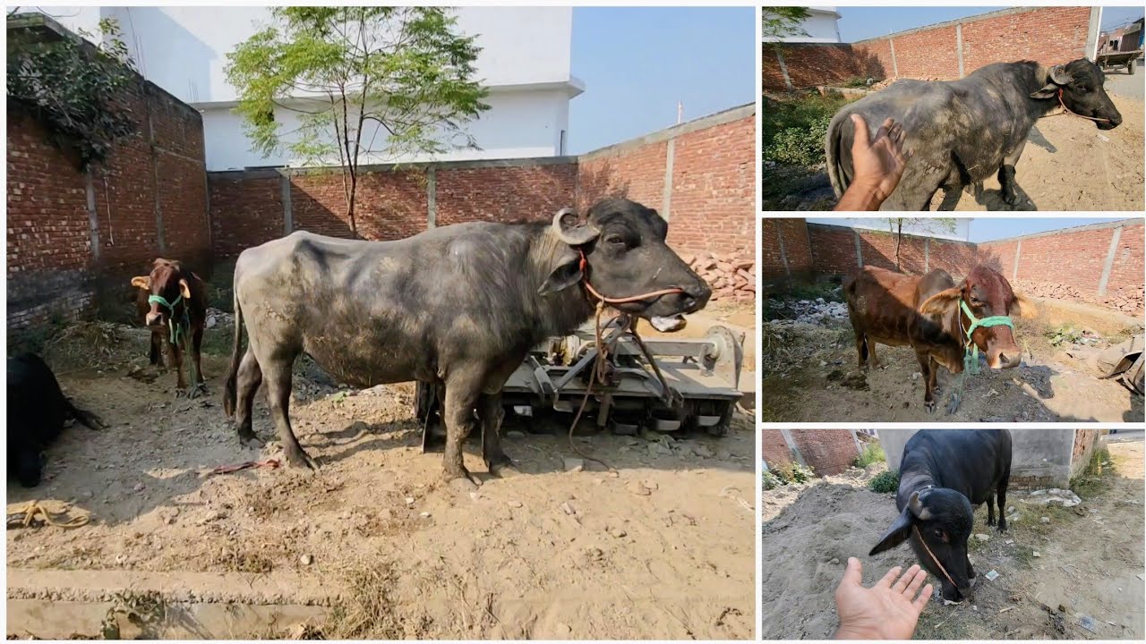 Red Cow Ko Es Buffalo Male Ke Sath Bahar Bandh Diya 😨