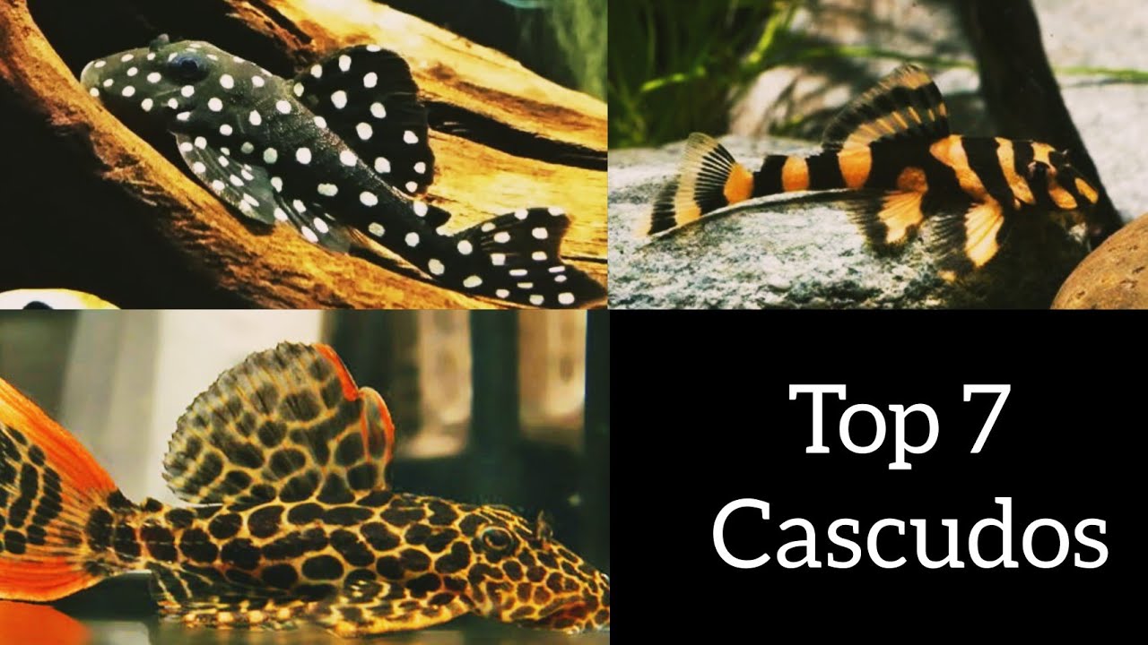 Top 7 Cascudos Mais Bonitos.😍