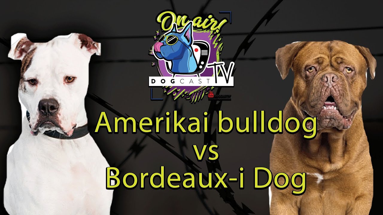 Amerikai Bulldog vs Bordeaux-i Dog (Bordói Dog).  Őrző-védő bajnokság 2.  DogCast TV