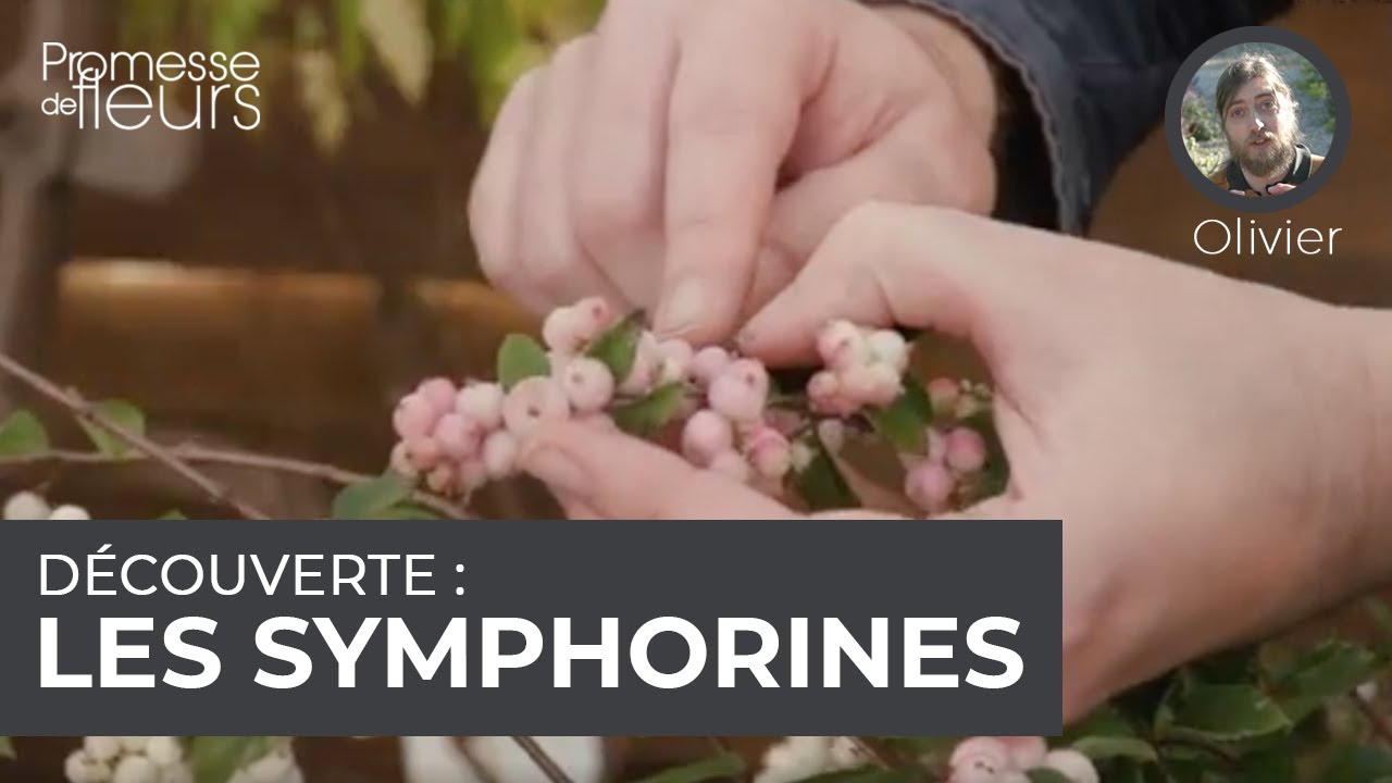 D&eacute;couverte : les symphorines