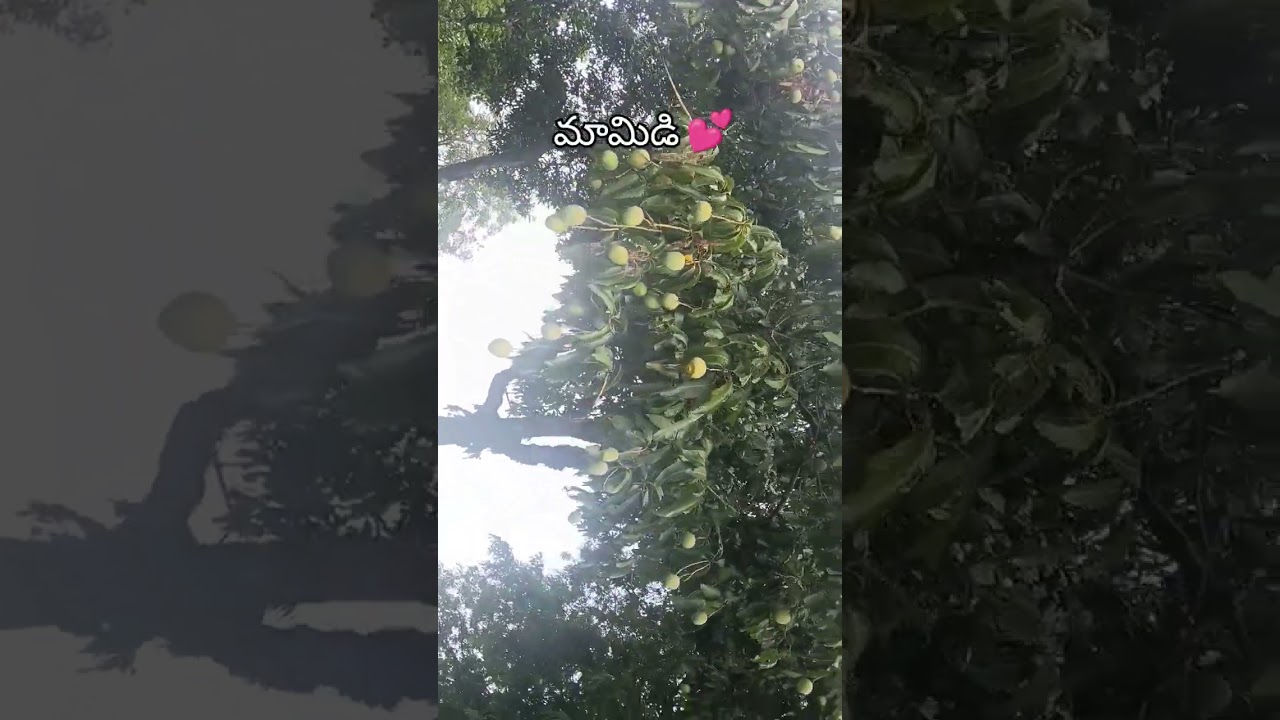 #andhra #nuture #agriculture #Apfarmers #tomatoes #farming #shorts #video