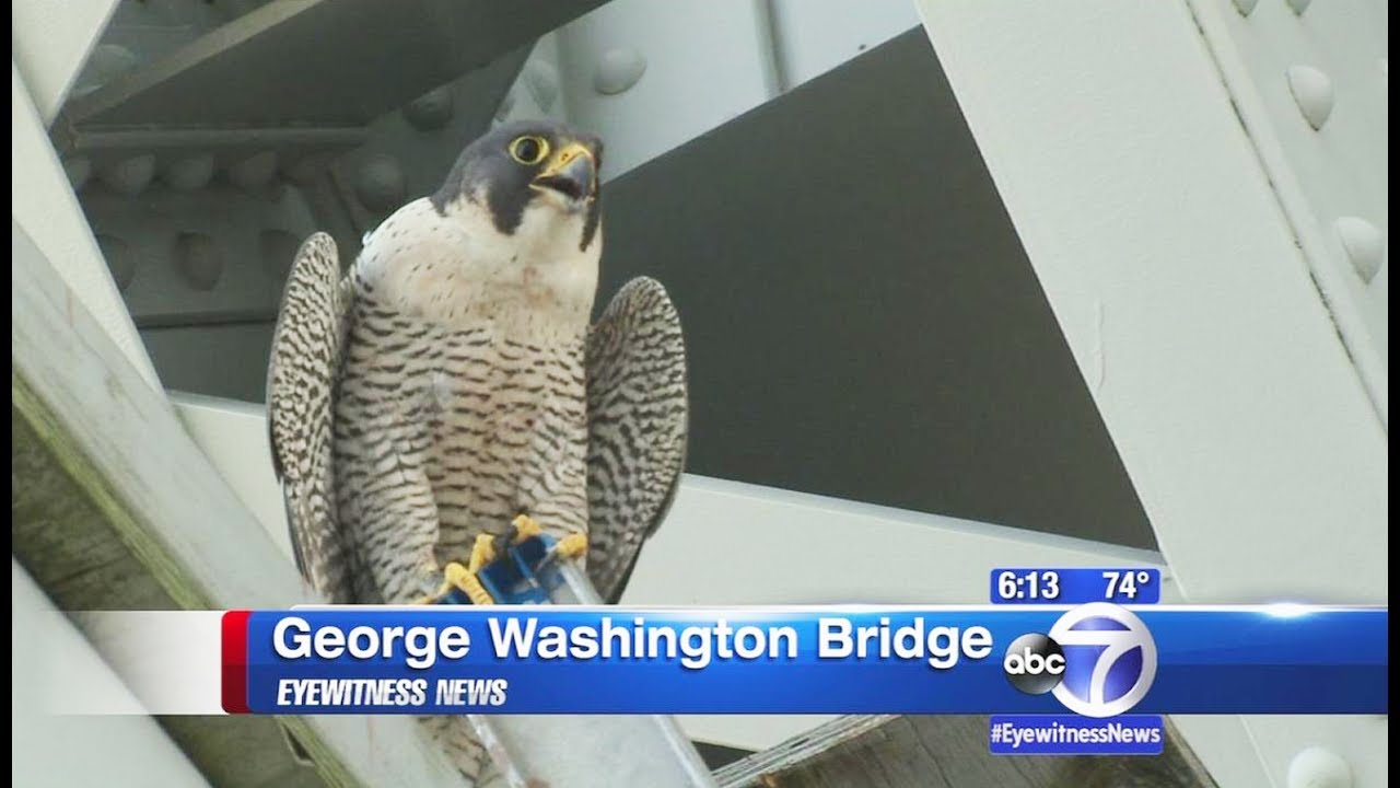 Les faucons ont investi New York - ZAPPING SAUVAGE