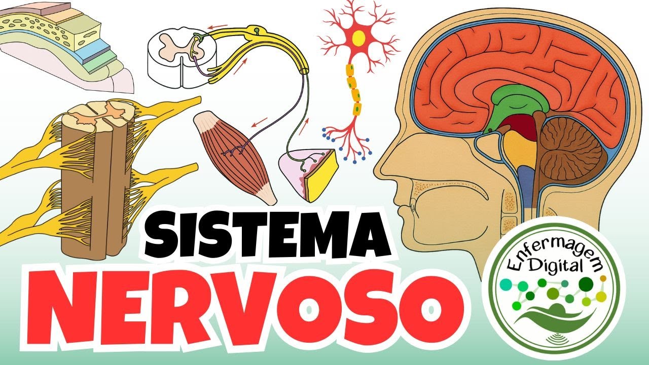 SISTEMA NERVOSO - AULA COMPLETA - ENFERMAGEM DIGITAL