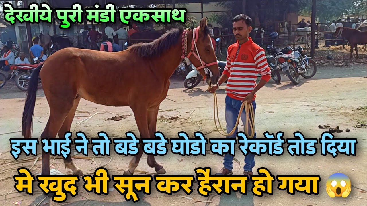 चलो देख लो घरसे देख लो मंडी के एकसाथ सारे घोडे।।Yeola Ghoda Mandi | Yeola Horse Market